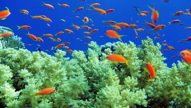 Scuba Diving Tour in Hurghada