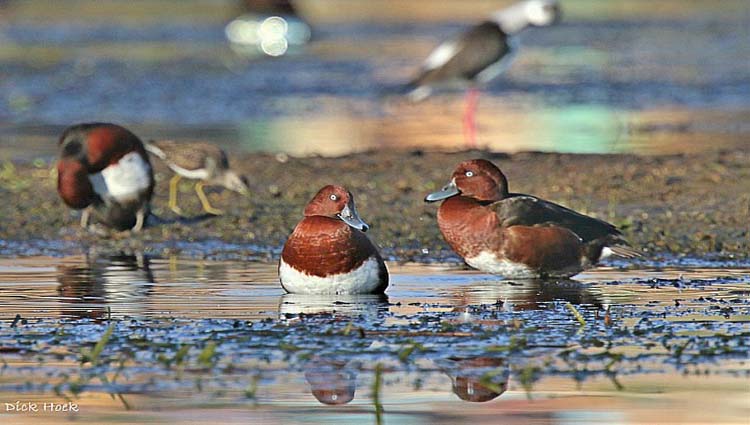 Bird Watching Tour In Aswan