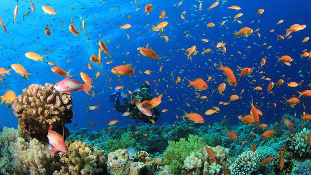 Scuba diving Red sea